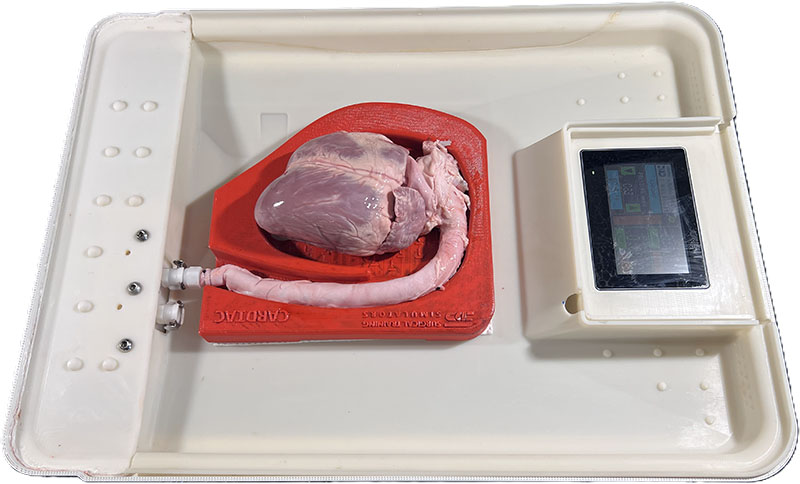 Cardiac and Aorta Model